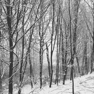 Winterwonderland in der Schorfheide! #winter #snow #woods #outdoors #winterwonderland